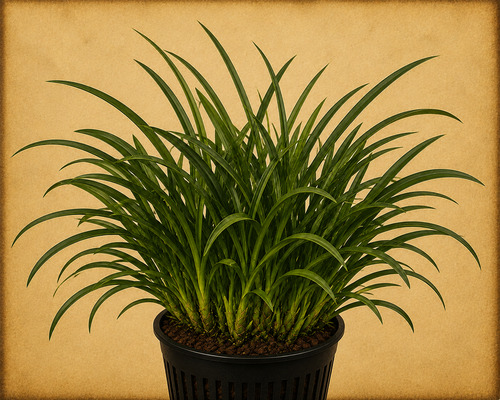 Brassavola Little Stars