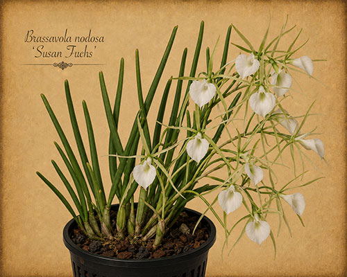 Brassavola nodosa