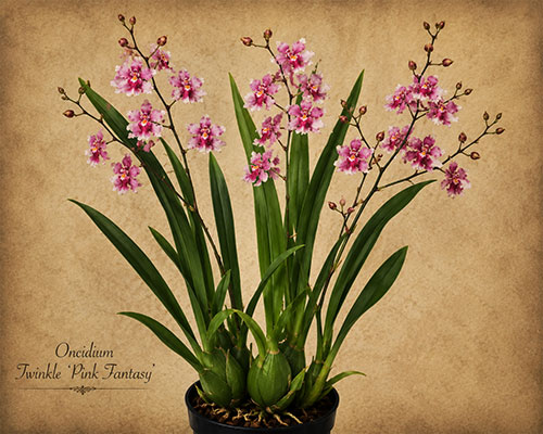 Oncidium Twinkle 'Pink Fantasy'