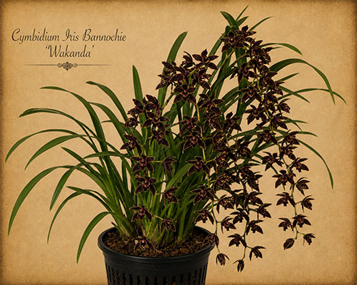 CYMBIDIUM IRIS BANNOCHIE 'WAKANDA'